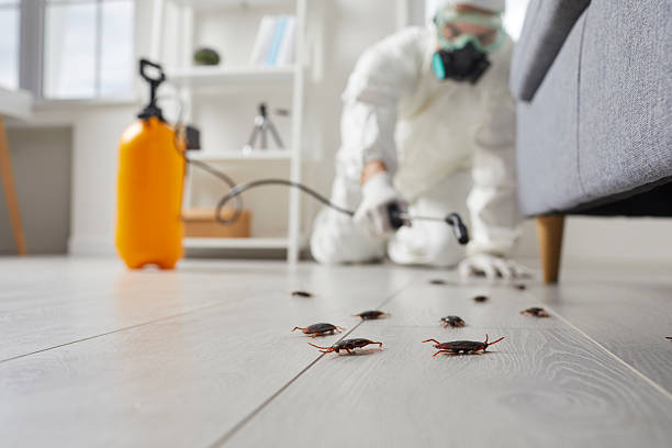 Commercial Kitchen Cockroach Control in East Sonora